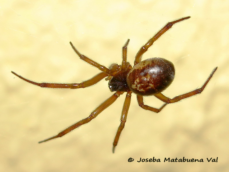 Steatoda nobilis - Theridiidae - Araneae 180308 0028 bi.jpg