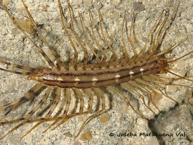 Scutigera coleoptrata - Scutigeidae - Scutigeromorpha 180719 0237 le.jpg