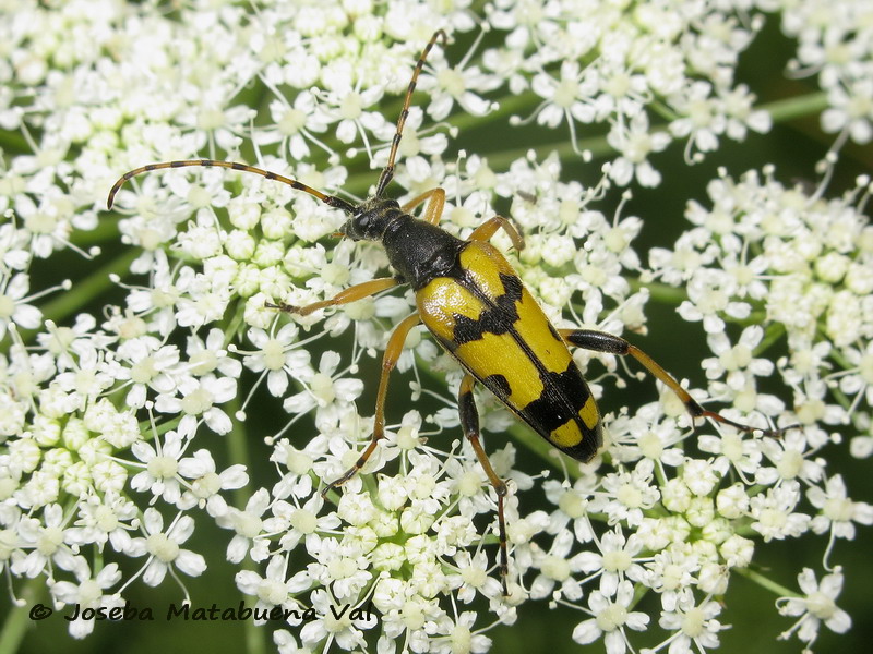 Rutpela maculata - Cerambycidae - Coleoptera 180720 0303 le.jpg