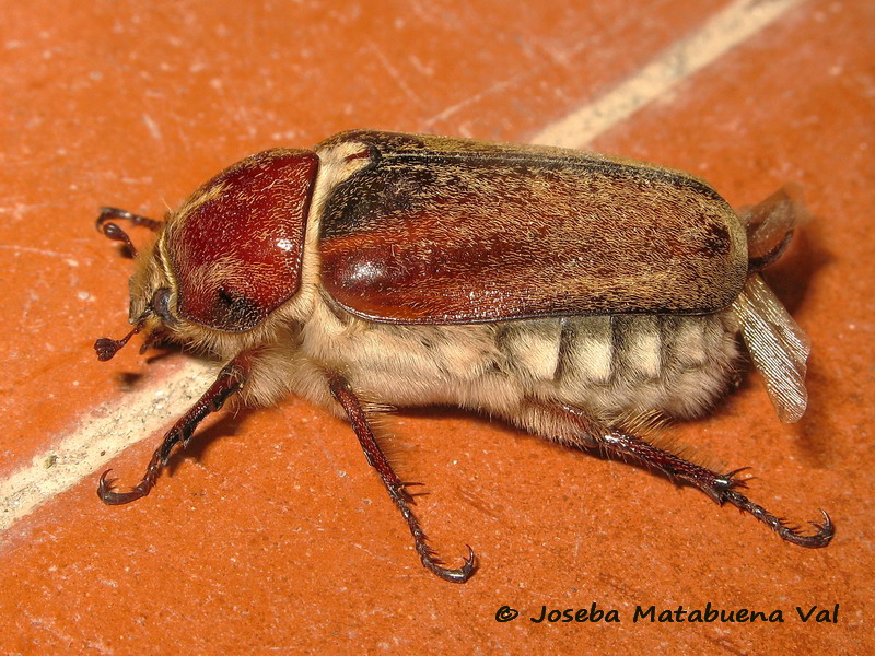Melolontha melolontha - Melolonthidae - Coleoptera 180714 0176 bu.jpg