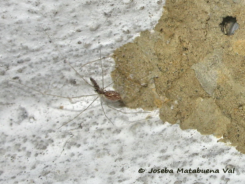 Holocnemus sp. - Pholcidae - Araneae 180719 0189b le.jpg