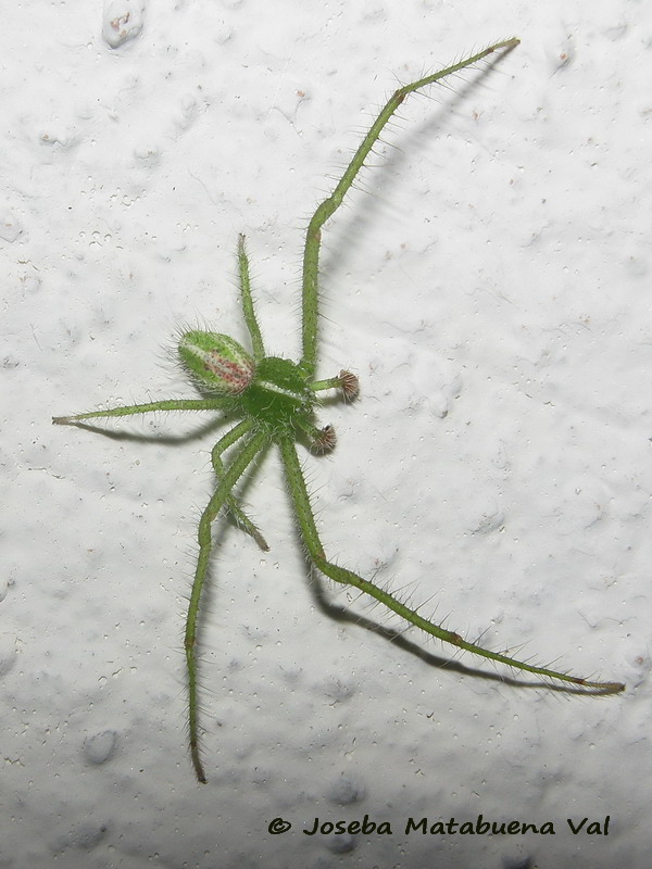 Heriaeus melloteei - Thomisidae - Araneae 180719 0221b le.jpg