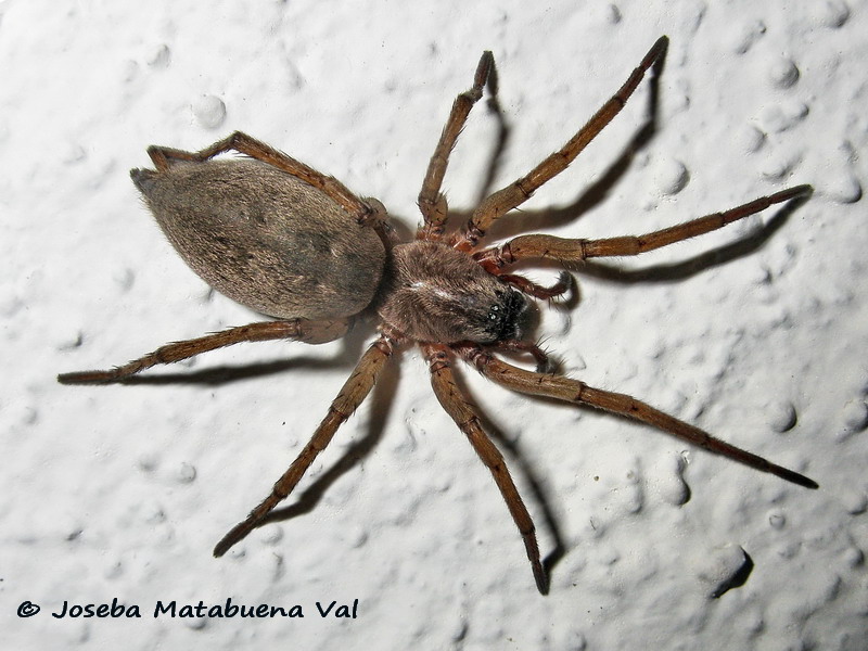 Drassodes sp. - Gnaphosidae - Araneae 180719 0231 le.jpg