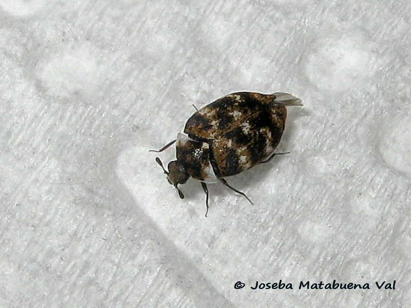 Anthrenus verbasci - Dermestidae - Coleoptera 180326 0033 bi.jpg