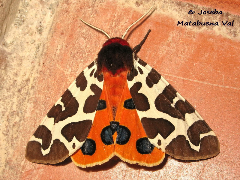 Arctia caja - Erebidae Limantriidae 170729 8048 bu.jpg