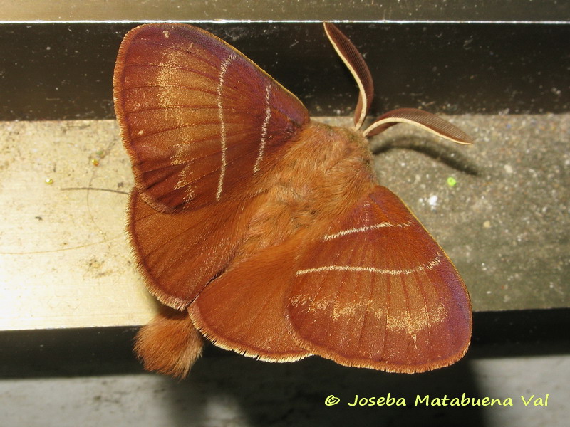 Macrothylacia rubi - Lasiocampidae 170517 4156 bi.jpg
