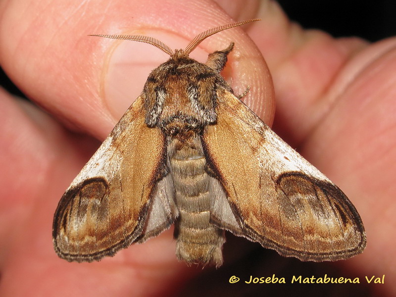 Notodonta ziczac - Notodontidae 170324 0885 bi.jpg