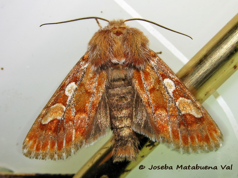 Panolis flammea - Noctuidae 170303 0167 bi.jpg