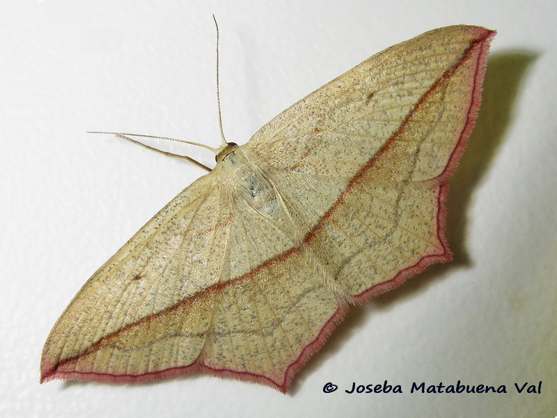 Timandra comae - Geometridae 170512 3764 bi.jpg