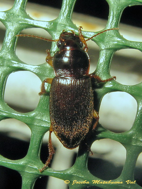 Coleoptera 150821 209.jpg
