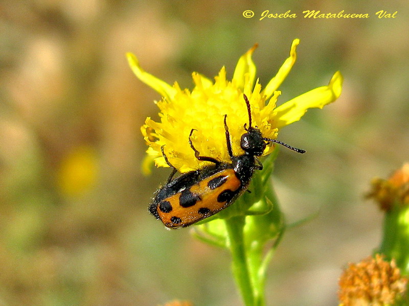 Mylabris-Hycleus - Meloidae - Coleoptera 150801 345 bv.jpg
