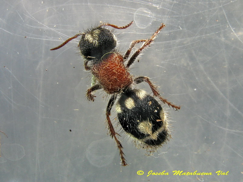 Ronisia barbarula o Ronisia ghillianii (Mutillidae-Hymenoptera) 150704 123 bv.jpg