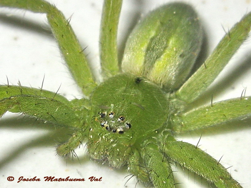 Micrommata ligurina - Sparassidae - Araneae 130505 9328b okfb-ri.jpg