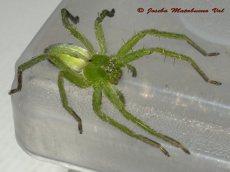 Micrommata ligurina - Sparassidae - Araneae 130505 9322 okfb-ri.jpg