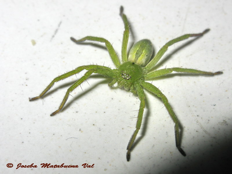 Micrommata ligurina - Sparassidae - Araneae 130505 9328 okfb-ri.jpg