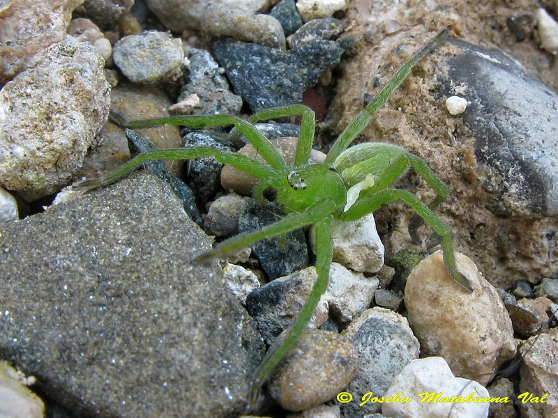 Micrommata ligurina - Sparassidae - Araneae 130504 9260 okfb-ri.jpg
