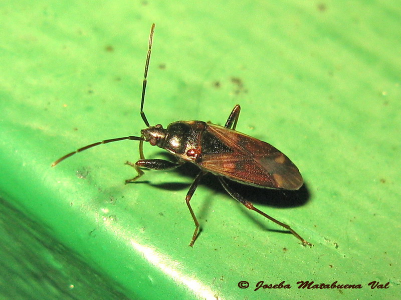 Hemiptera 150821 037.jpg