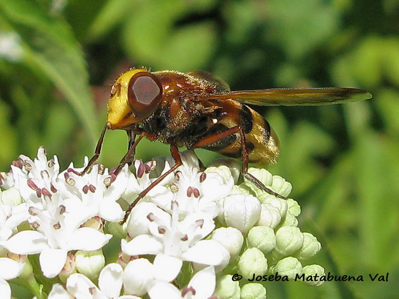 Volucella zonaria - Syrphidae - Diptera 150819 296 bu.jpg
