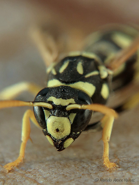 Polistes gallicus hembra 4.jpg