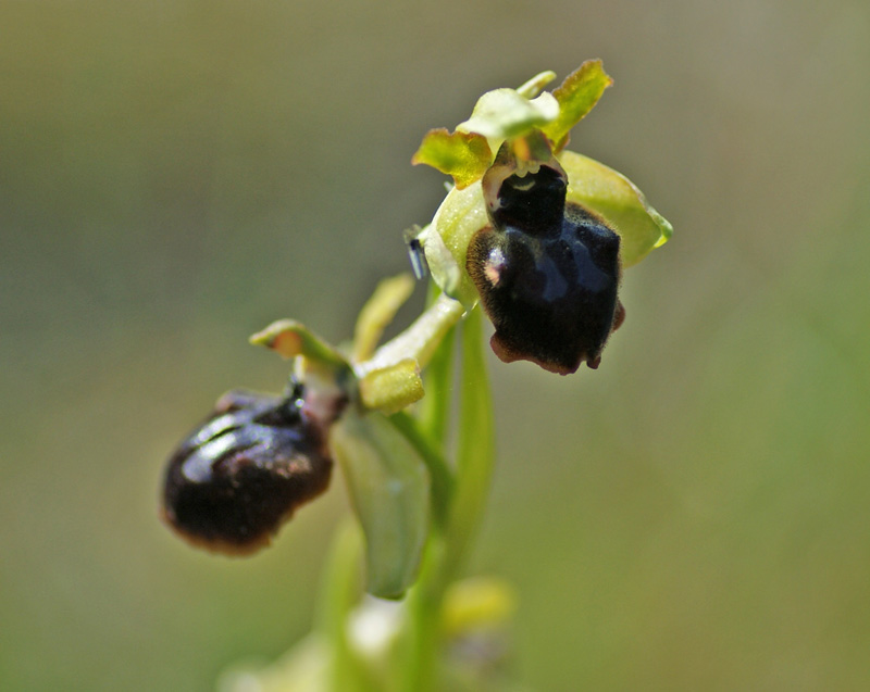 Ophrys sphagodes 7863.jpg