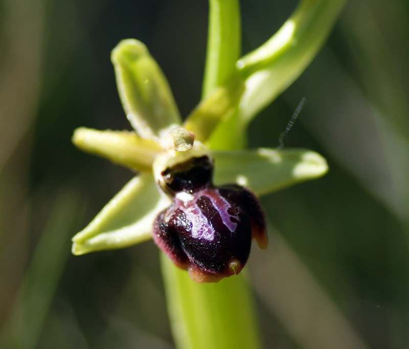 Ophrys sphagodes 7865.jpg
