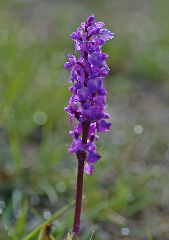 Orchis mascula 7861.jpg