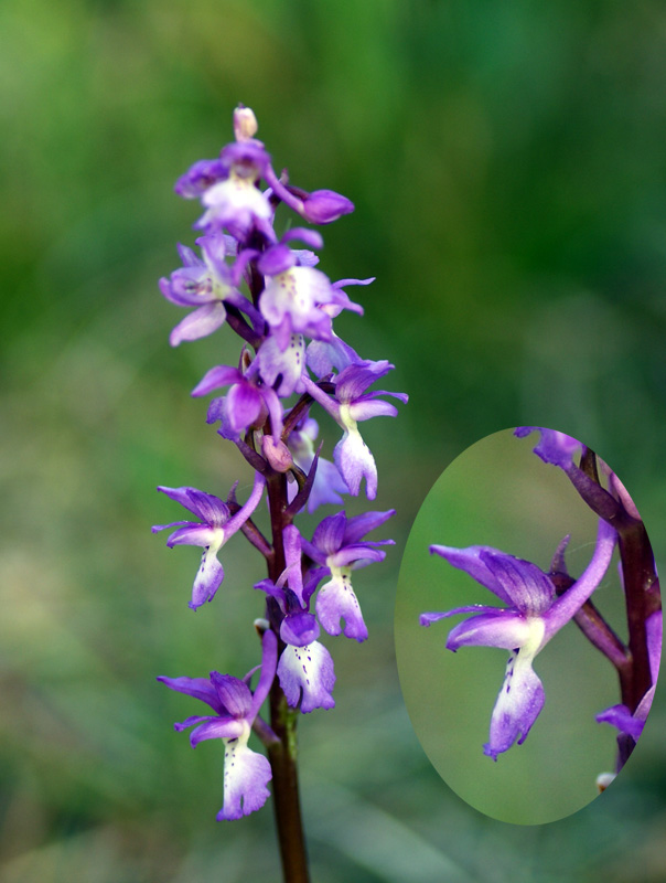 Orchis mascula 7864.jpg