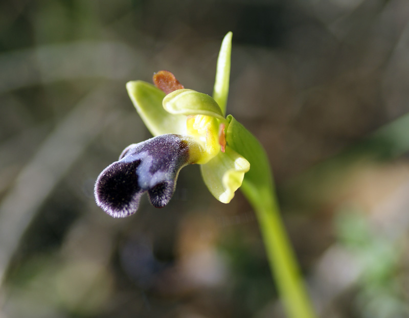 Ophrys dyris 7857.jpg