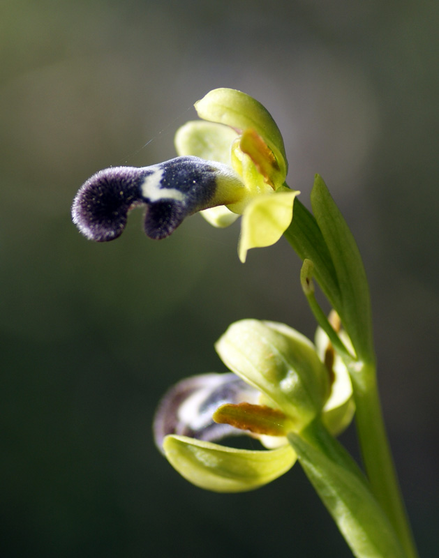 Ophrys dyris 7858.jpg