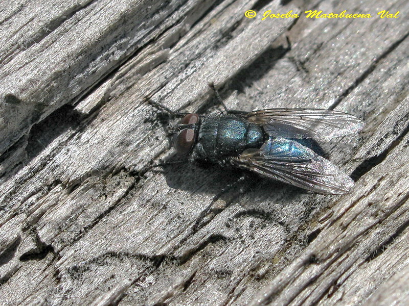 Diptera 130511 9544 .jpg