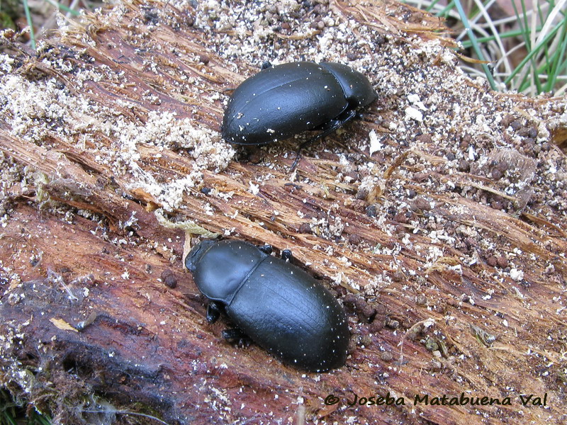 Coelometopus clypeatus - Tenebrionidae - Coleoptera 100922 5224 vi.jpg