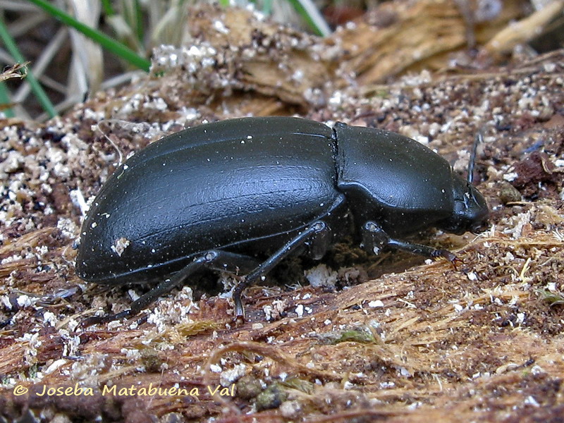 Coelometopus clypeatus - Tenebrionidae - Coleoptera 100922 5227 vi.jpg