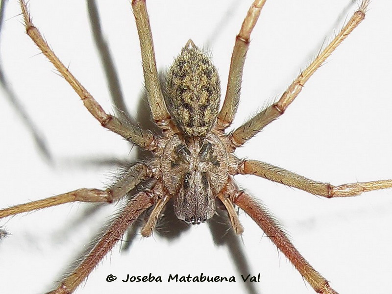 Tegenaria cf. domestica - Agelenidae - Araneae 110817 234b okfb-ou macho.jpg