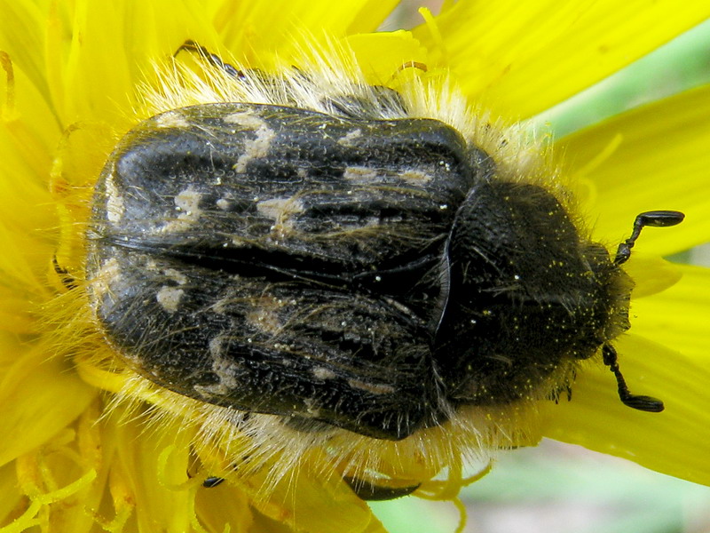 Oxythyrea funesta o Tropinota hirta 080519 180.jpg