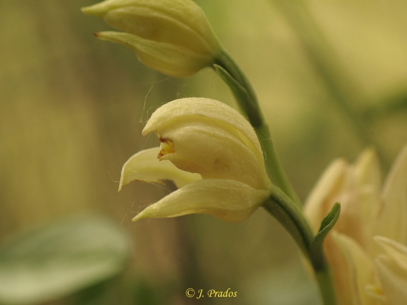 Cephalanthera damasonium_27.JPG