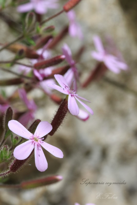 Saponaria ocymoides (2).jpg