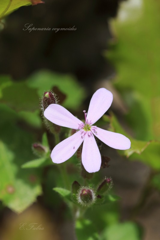 Saponaria ocymoides (1).jpg