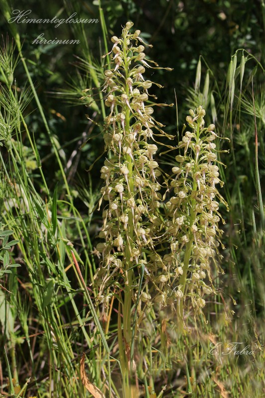 Himantoglossum hircinum (1).jpg