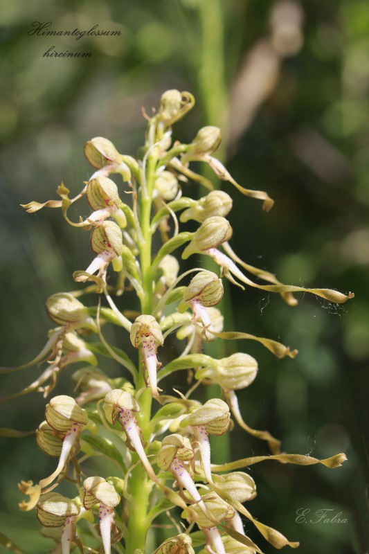Himantoglossum hircinum (2).jpg