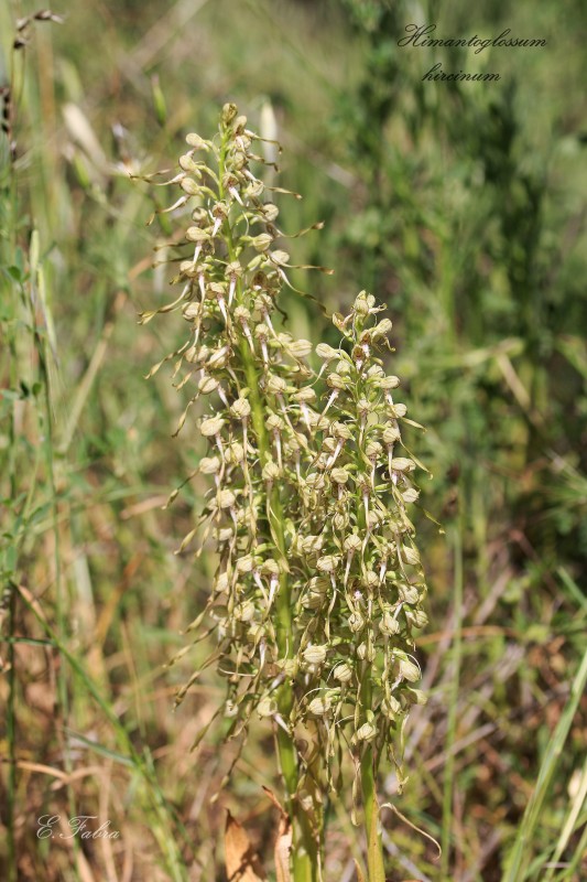 Himantoglossum hircinum (3).jpg