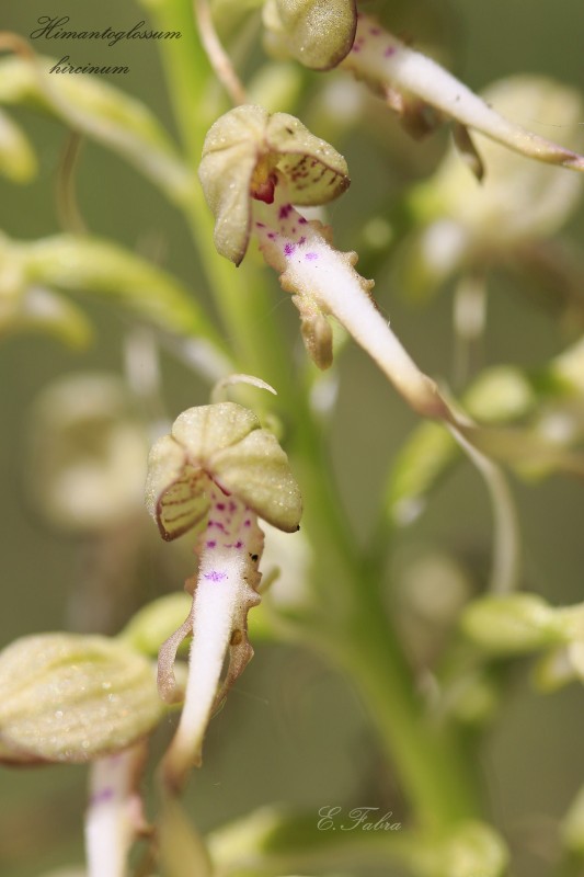 Himantoglossum hircinum (4).jpg