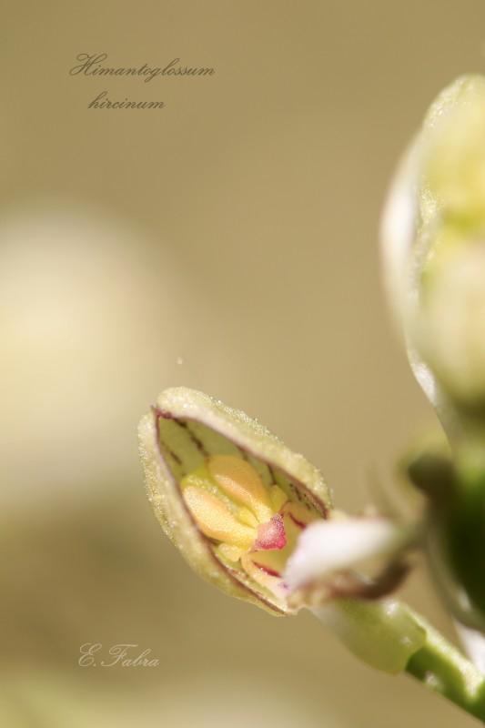 Himantoglossum hircinum (5).jpg