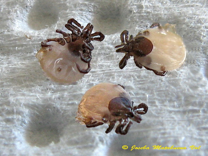 Ixodes ricinus (Ixodidae) 130513 9661.jpg