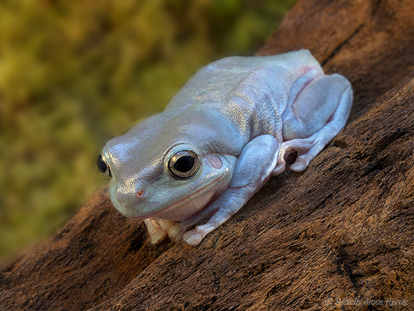 Litoria caerulea 0281.jpg