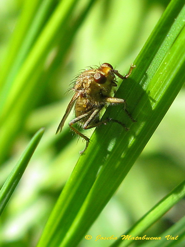 Diptera 130511 9400.jpg