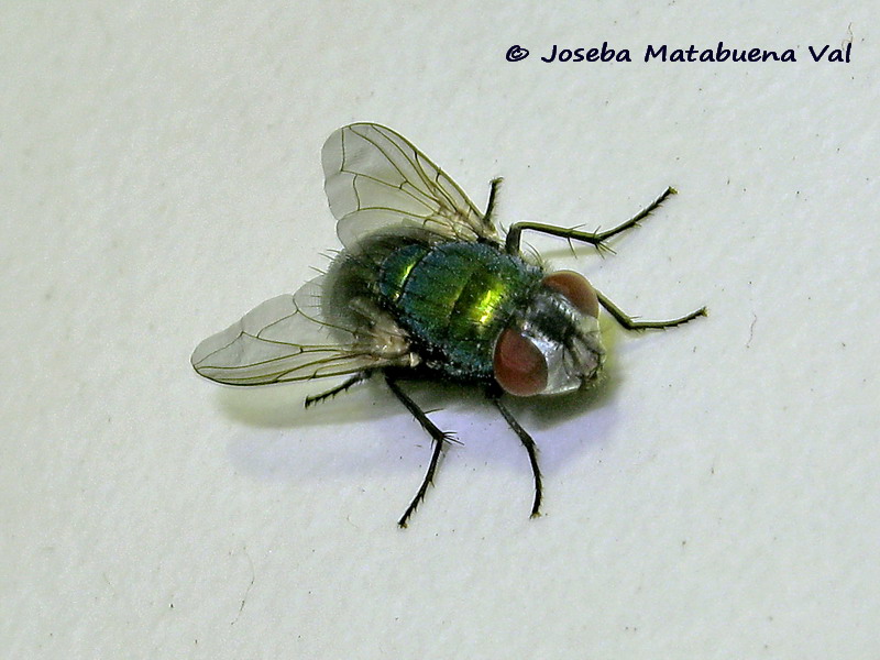 Diptera 170909 9621 bi.jpg