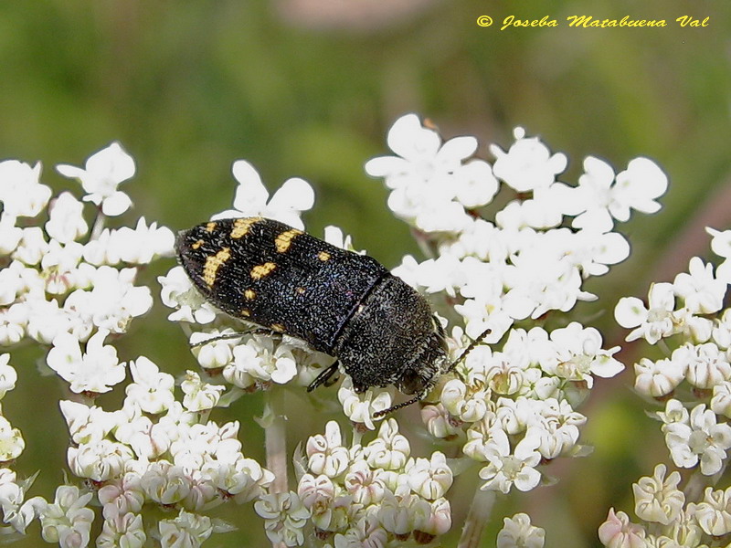 Acmaeoderella flavofasciata - Buprestidae - Coleoptera 110716 8534.jpg