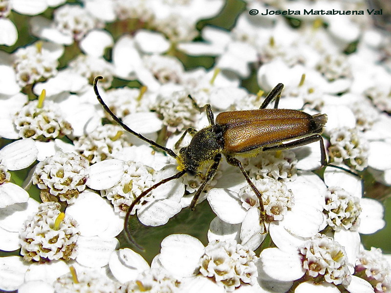Anastrangalia sanguinolenta - Cerambycidae - Coleoptera 110809 170 okbv.jpg