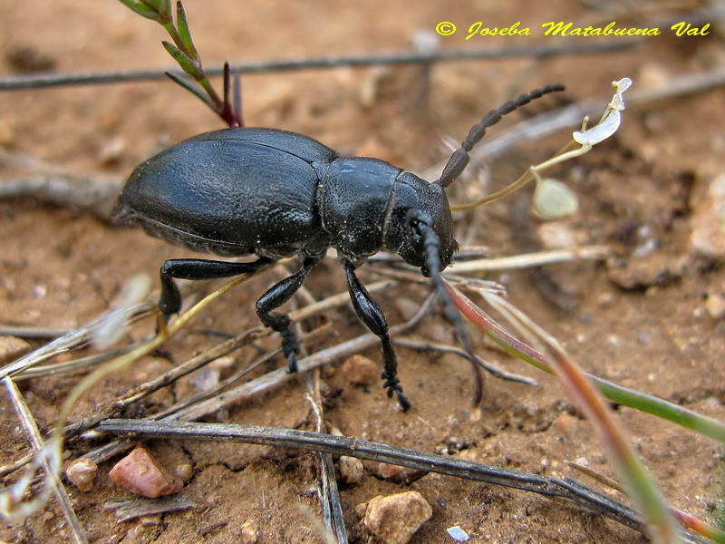 Iberodorcadion albicans var. glabra - Cerambycidae - Coleoptera 130603 229 okbv hembra.jpg