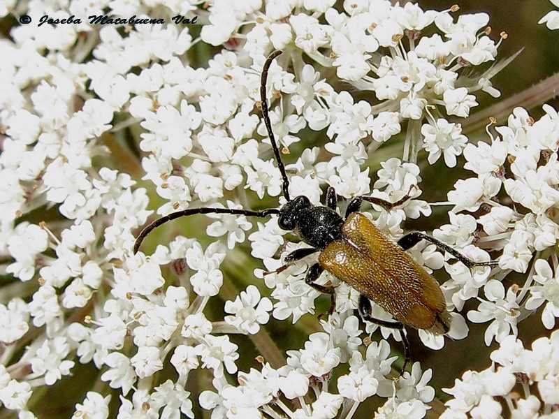 Pseudovadonia livida - Cerambycidae - Coleoptera 110716 8426 okbv.jpg